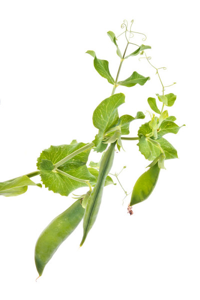 青豆荚
