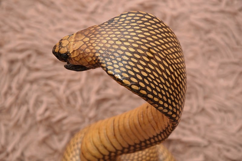 King Cobra