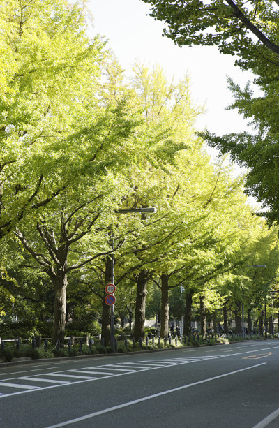 路边有银杏树。