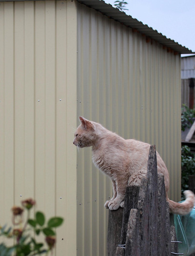 猫，毛茸茸的可爱宠物