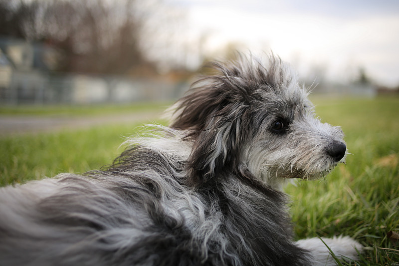 6个月大的蓝色山鸟色迷你澳洲毛犬