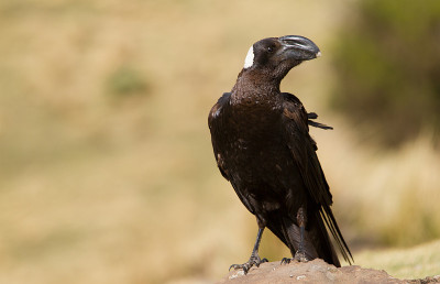 厚嘴乌鸦(Corvus crassirostris)