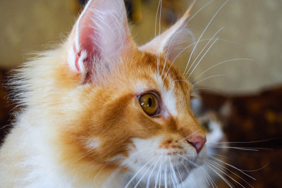 巨型缅因猫。梅因库猫，家养纯种猫