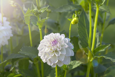 白色大丽花