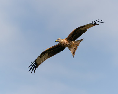 Milvus Milvus，红色风筝在飞行