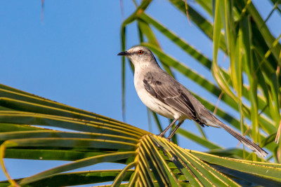 棕榈树沙鼠(热带嘲鸫/ Mimus gilvus)
