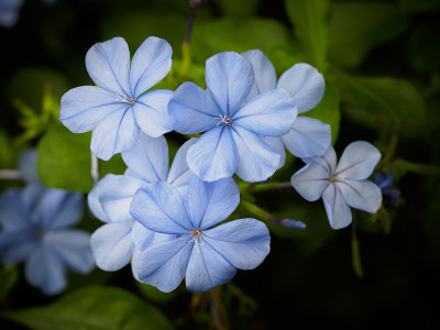 金银花-蓝色金银花