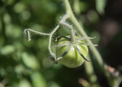 种植番茄