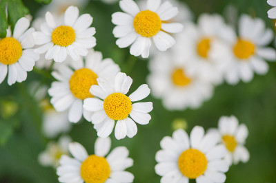 Chamomile flowers chamomile, wildflowers, a spring