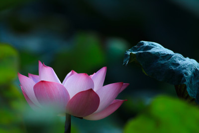 莲花