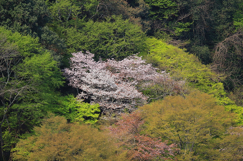 日本京都岚山樱花盛开