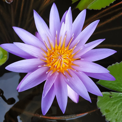 紫色的睡莲花盛开
