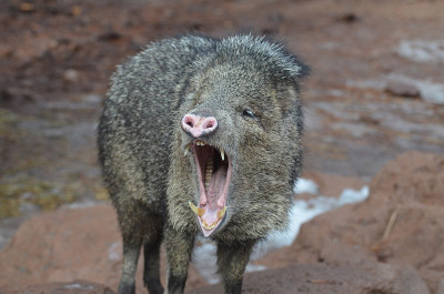 惊人的野生Javalina