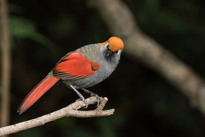 红尾Laughingthrush