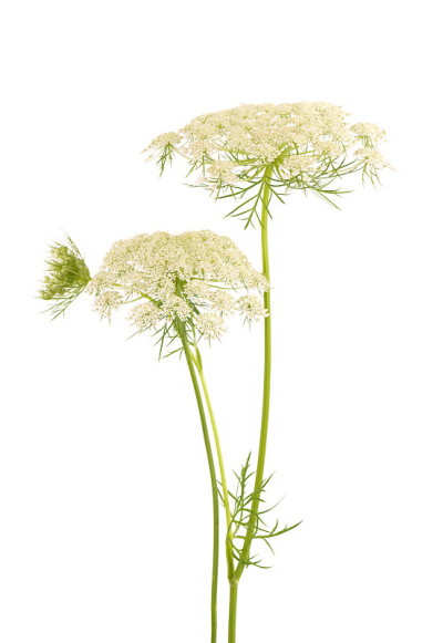 野生胡萝卜或胡萝卜属植物，花孤立在白色背景上。药用草本植物。