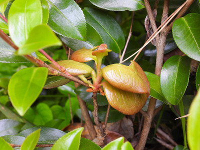 寄生植物