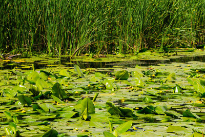 黄水花(Nuphar Lutea)