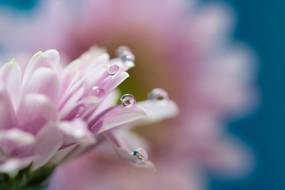 淡粉色非洲菊花瓣与水滴折射微距