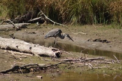 Blue Heron