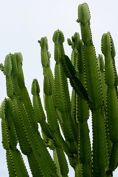 南加州海岸植物