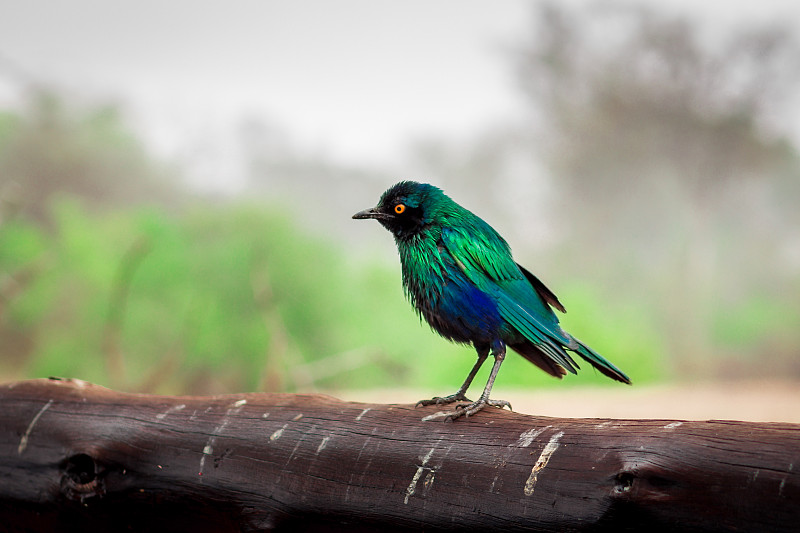 南非克鲁格国家公园，大蓝耳椋鸟(Lamprotornis Chalybaeus)白天栖息在一根原木上