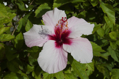 芙蓉花