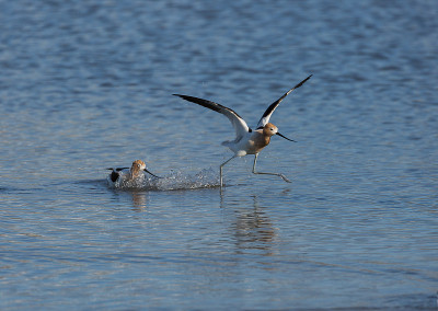 美国avocet