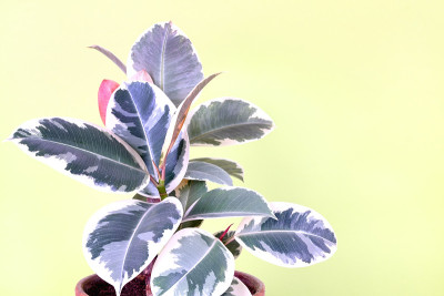 橡胶树、无花果属植物，黄绿色背景。