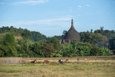 缅甸Mrauk-U乡村场景中的奶牛。
