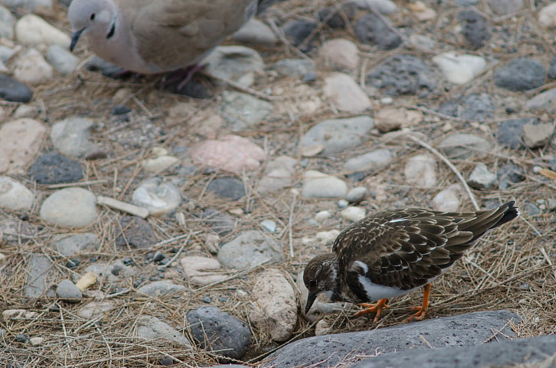 红润的turnstone (Arenaria的翻译)在寻找食物和欧亚领白鸽(Streptopelia