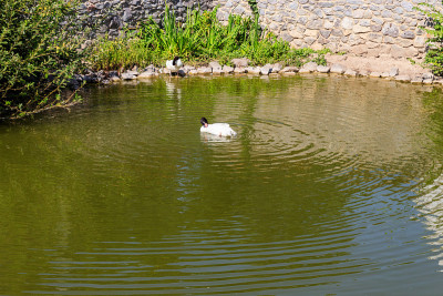 湖中的黑颈天鹅(Cygnus melancoryphus)