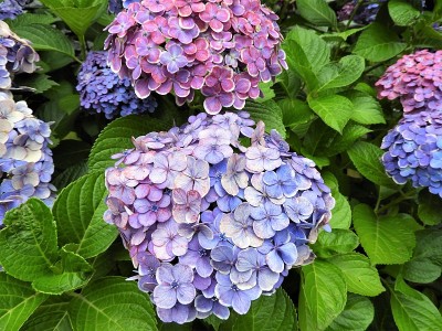 绣球花