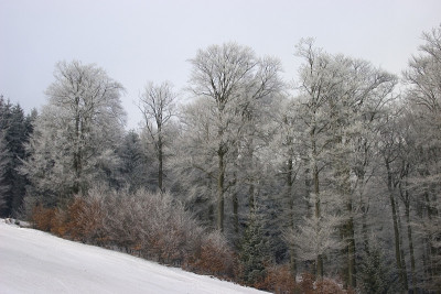 雪森林