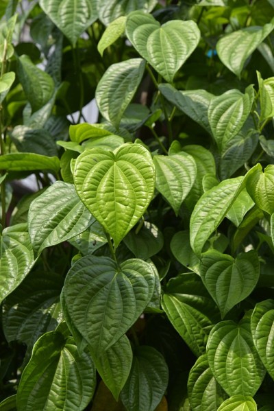 槟榔叶植物