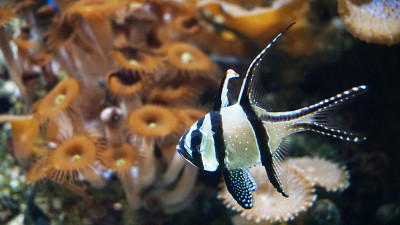 骄傲的鲤鱼(Pterapogon kauderni)