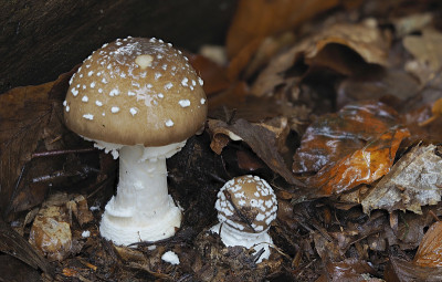 豹海豹(Amanita pantherina)——有毒