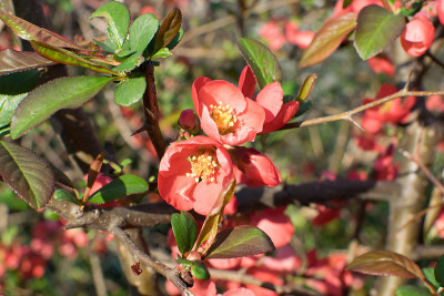 Red Flowers of Superba in Spring