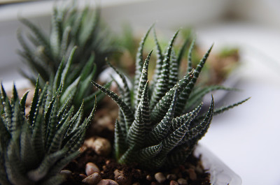 小的绿色植物芽放在桌子上的容器里。在家里种植仙人掌和多肉植物。阳光下的新生命