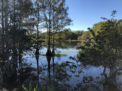 绿色沼泽景观