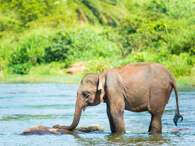 Elephatnt