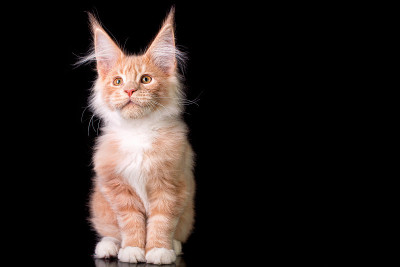 可爱可爱的缅因猫在黑色的背景。