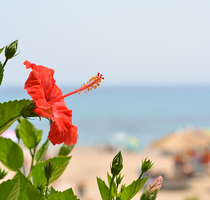 美丽的芙蓉花对着海边