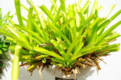 Bromeliad, Mae Fah休闲花园