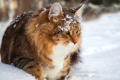 猫