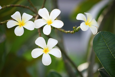 鸡蛋花花