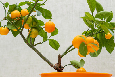 室内种植的柑桔类植物Calamondin (Citrofortunella microcarpa, 