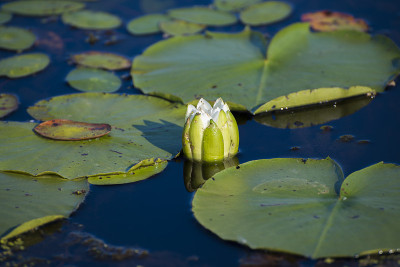 百合花