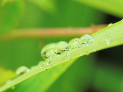 水叶