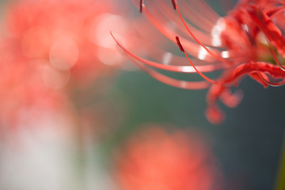 集群喇叭花,Higanbana