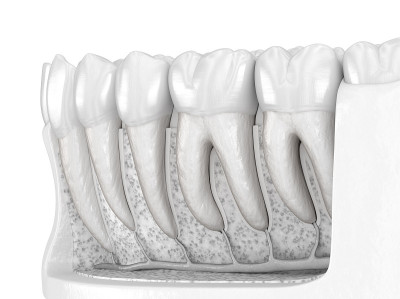 人下颌牙龈及牙齿的牙根解剖。医学上准确的牙齿3D插图